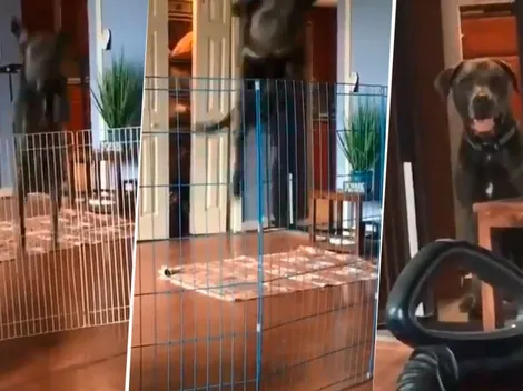Video viral: este perro saltaba todo hasta que le pusieron una aspiradora diabólica