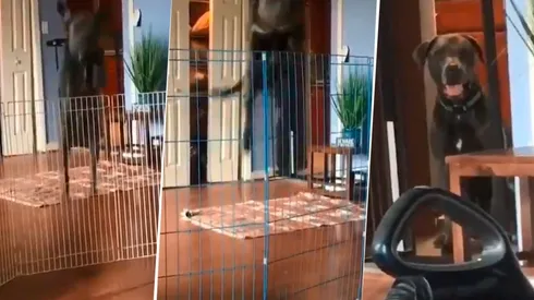 Video viral: este perro saltaba todo hasta que le pusieron una aspiradora diabólica