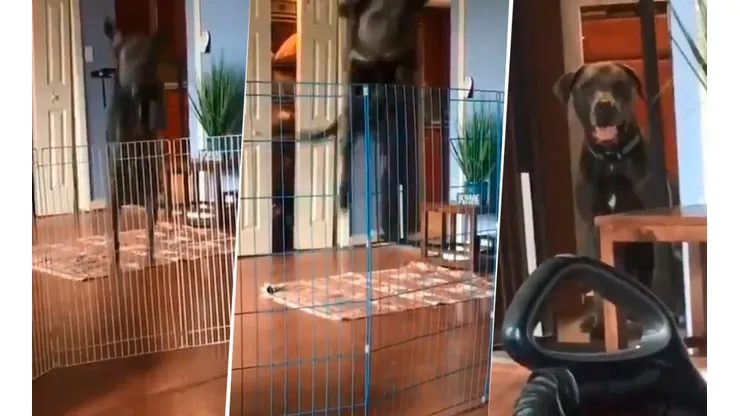 Video viral: este perro saltaba todo hasta que le pusieron una aspiradora diabólica