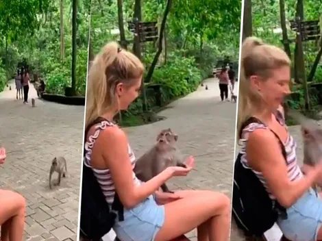 Video viral: ella quiso engañarlo pero este mono se puso diabólico