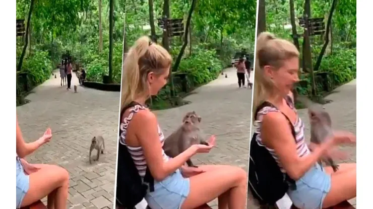 Video viral: ella quiso engañarlo pero este mono se puso diabólico