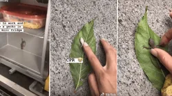 Foto de la iguana loca.