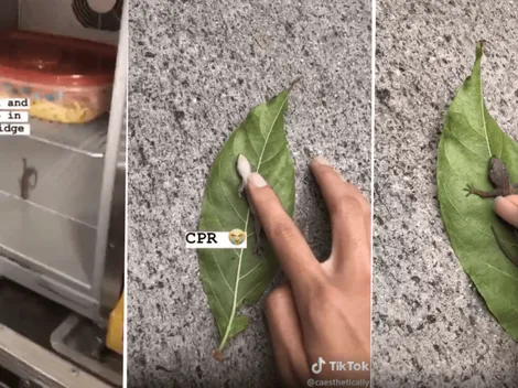 Hermoso video: encontró una iguana muerta, le hizo CPR ¡y revivió!