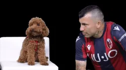 Acariciando a un caniche: así presentaron a Medel en su nuevo equipo