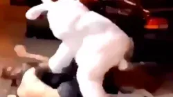 Video viral: se quiso pelear a la salida de un bar, pero se topó con un conejo diabólico