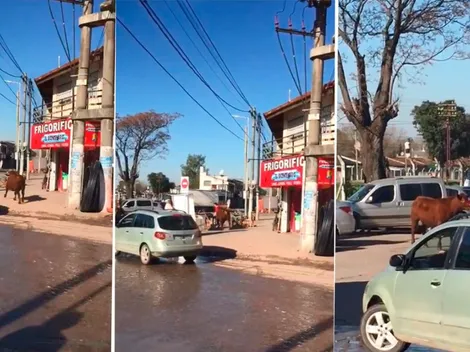 Video: una señora estaba haciendo un asado en la calle y un toro la mandó a dormir
