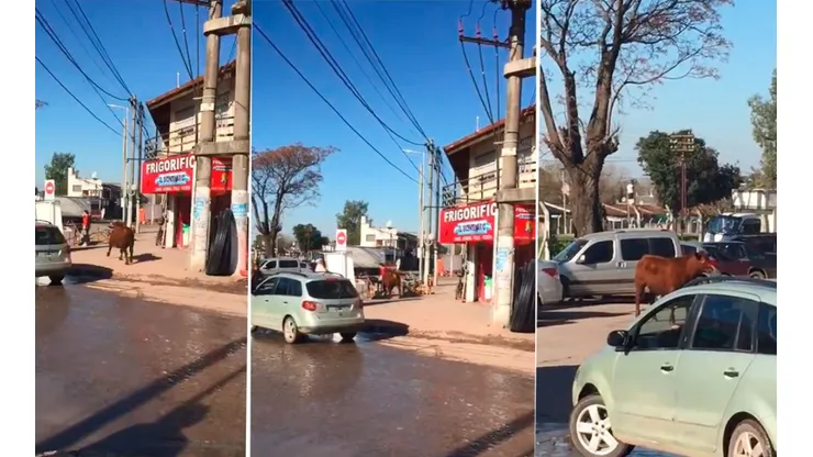 Video: una señora estaba haciendo un asado en la calle y un toro la mandó a dormir