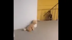 Foto del perrito y su dueno.