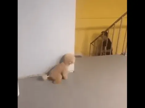 Video viral: un perrito diabólico se esconde para asustar a su dueño