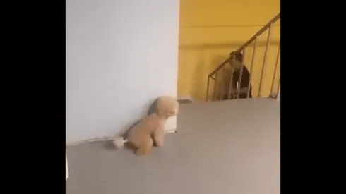 Foto del perrito y su dueno.