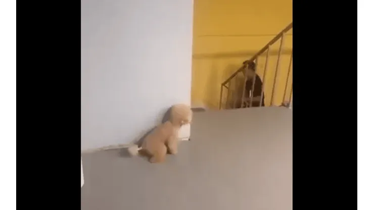 Foto del perrito y su dueno.