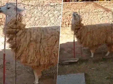 Video viral: esta llama diabólica deja de mirar cuando te acercas a ella