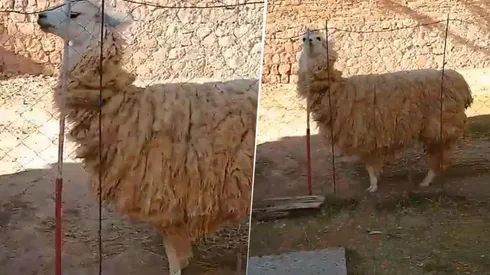 Video viral de la llama diabólica. (Twitter)