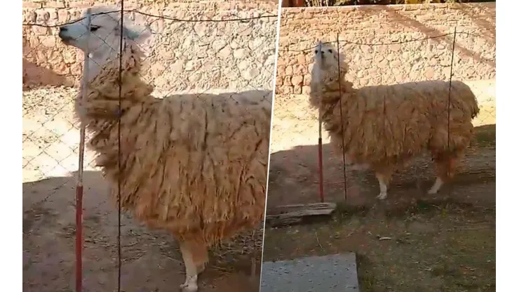 Video viral de la llama diabólica. (Twitter)
