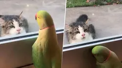 Video viral: un gato se lo quería comer y este loro diabólico se burló de él