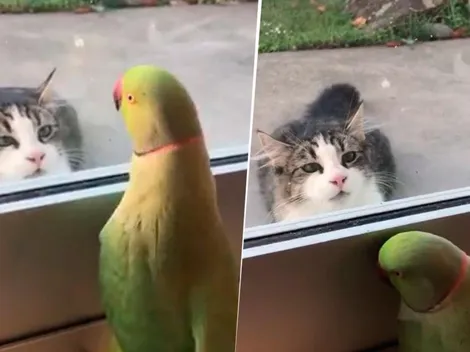 Video viral: un gato se lo quería comer y este loro diabólico se burló de él
