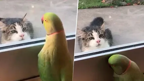 Video viral: un gato se lo quería comer y este loro diabólico se burló de él