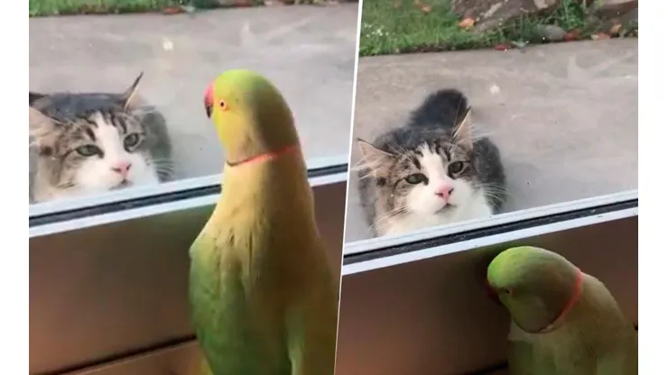 Video viral: un gato se lo quería comer y este loro diabólico se burló de él