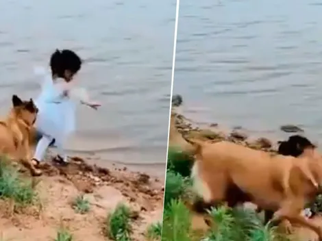 Video viral: la niña quería recuperar su juguete y lo que hizo su perro enamoró a todos