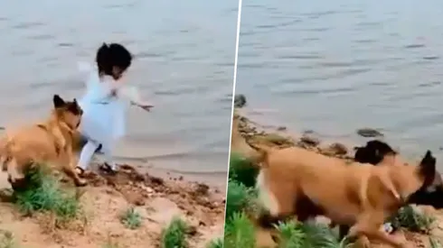 Video viral: la niña quería recuperar su juguete y lo que hizo su perro enamoró a todos