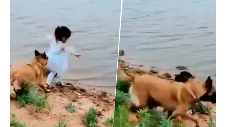 Video viral: la niña quería recuperar su juguete y lo que hizo su perro enamoró a todos