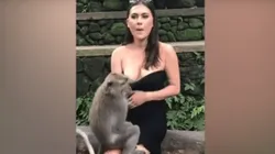 Video viral: un mono diabólico le bajó el vestido a una turista