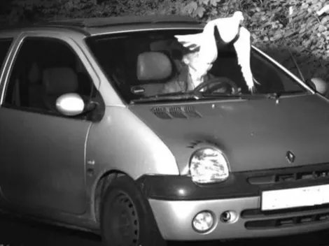 Estamos llorando: no le cobraron una fotomulta porque un pájaro le tapó la cara
