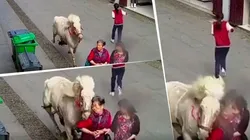 Video trágico: salió a pasear por la calle y la terminó atropellando un caballo asustado