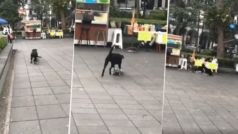 Foto del perrito más lindo de todos.