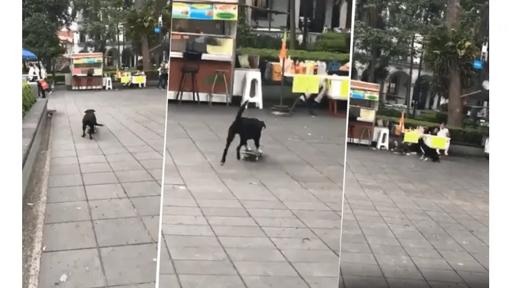 Foto del perrito más lindo de todos.