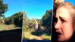 Video viral: una jirafa comenzó a perseguir a una familia ¡y todo quedó capturado en un video!
