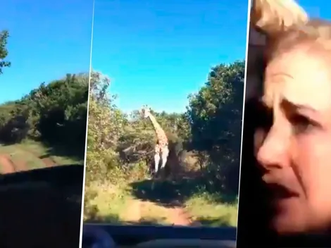 Video viral: una jirafa comenzó a perseguir a una familia ¡y todo quedó capturado en un video!