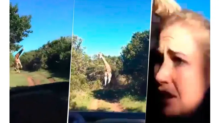 Video viral: una jirafa comenzó a perseguir a una familia ¡y todo quedó capturado en un video!