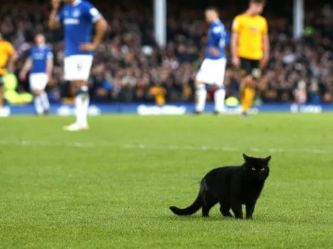 Ni los gatos se quieren perder la magia de Raúl Jiménez