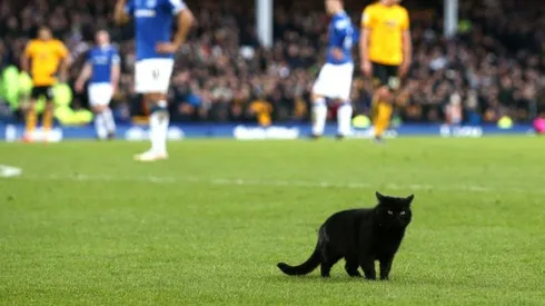 Foto del gatito en pleno estadio.