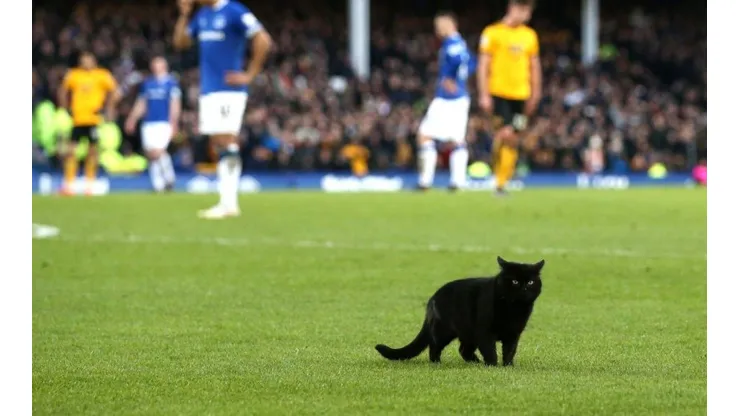 Foto del gatito en pleno estadio.