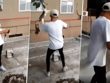 Para compartir de forma repudiable: un joven maltrató a un gato y lo hizo volar por el aire