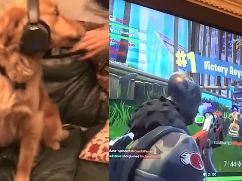 Video viral: Crosby, el perro que juega Fortnite y gana una partida