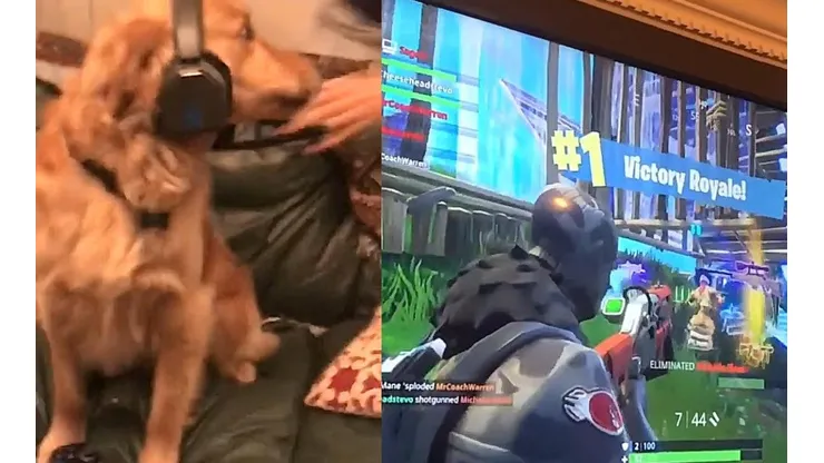 Video viral: Crosby, el perro que juega Fortnite y gana una partida