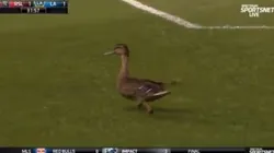 El pato quiso decir presente en Utah.