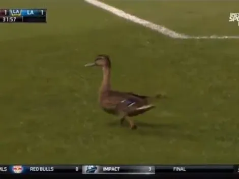 Un pato invadió el campo de juego en Estados Unidos