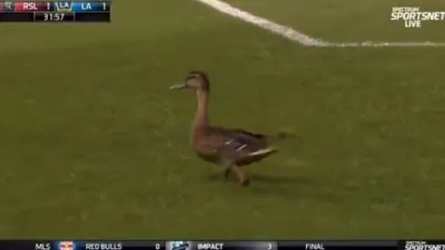 El pato quiso decir presente en Utah.