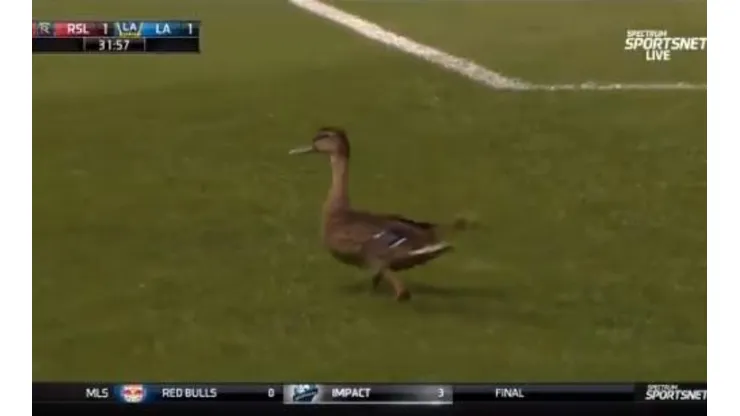 El pato quiso decir presente en Utah.