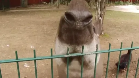 Cleopatra, la tapir que apostó por Croacia.