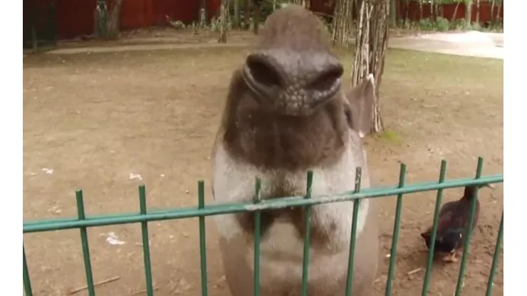 Cleopatra, la tapir que apostó por Croacia.