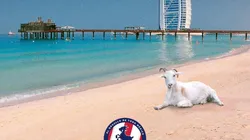 Los aficionados de Chivas se preguntan a dónde se fueron los seguidores del América (Foto: Twitter)