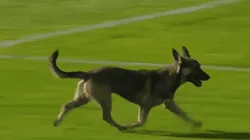 Un perro invadió la cancha de Deportivo Riestra en pleno duelo ante Aldosivi