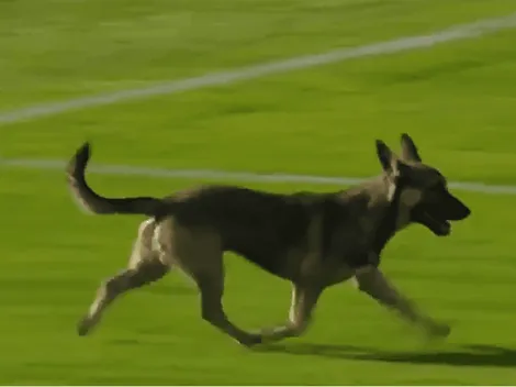 Un perro invadió la cancha de Deportivo Riestra en pleno duelo ante Aldosivi