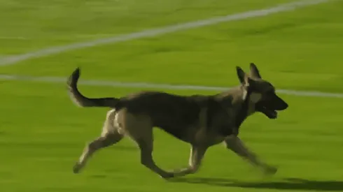 Un perro invadió la cancha de Deportivo Riestra en pleno duelo ante Aldosivi