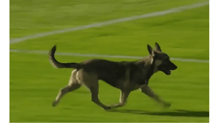 Un perro invadió la cancha de Deportivo Riestra en pleno duelo ante Aldosivi